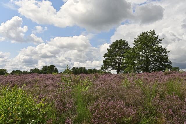 Mehlinger Heide, August | Foto: Ilona Schäfer