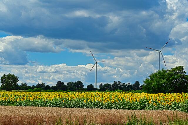 Sonenblumen nahe der frz. Grenze, Südpfalz, Juli | Foto: Ilona Schäfer