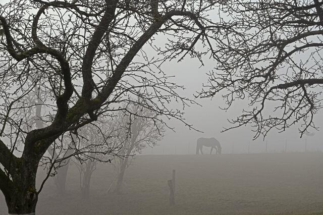 Pferd im Nebel, Januar | Foto: Ilona Schäfer