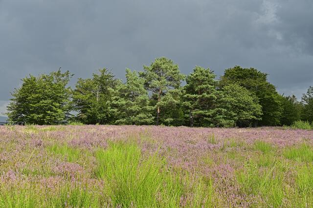 Mehlinger Heide, August | Foto: Ilona Schäfer
