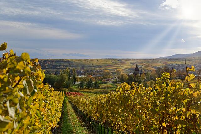 Südpfälzer Herbst, Oktober | Foto: Ilona Schäfer