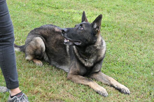 Deutscher Schäferhund Coccer - Dieser Blick!!!! | Foto: Brigitte Melder