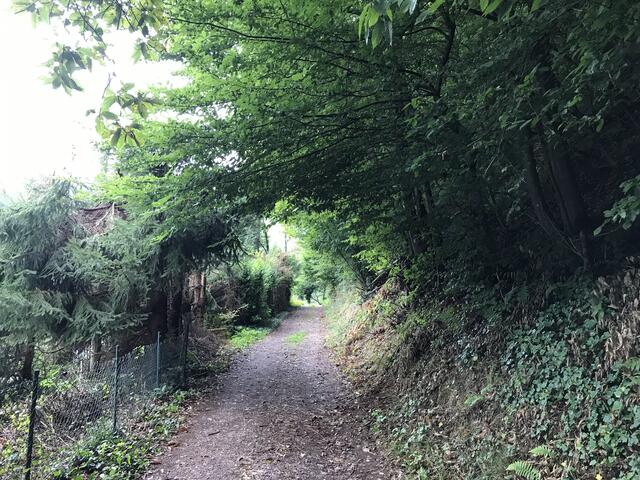 Am Ende der Schlossstraße führt der Weg leicht rechts in den Wald hinein | Foto: B. Bender