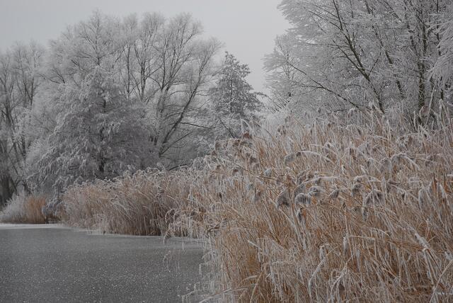 Niederwiesenweiher bei Böhl-Iggelheim - Dezember