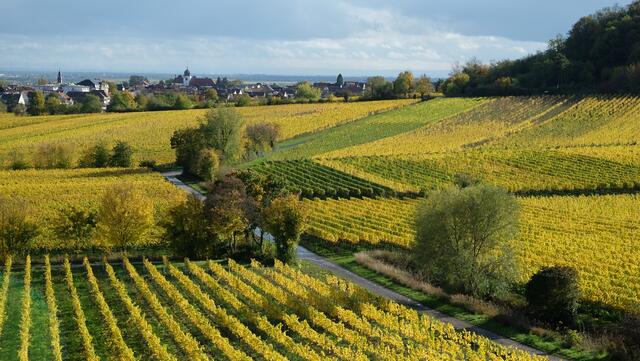 Blick vom Flaggenturm über die Weinberge auf Wachenheim - Oktober