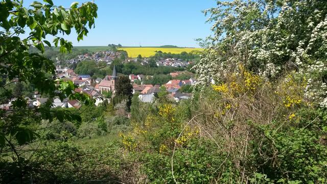 Blick auf Wallhalben auf der Sickinger Höhe - Mai
