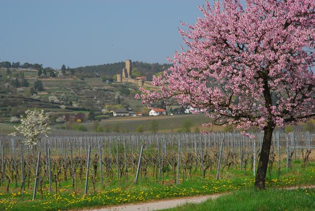 Mandelblüte bei Wachenheim - hinten die Wachtenburg - März