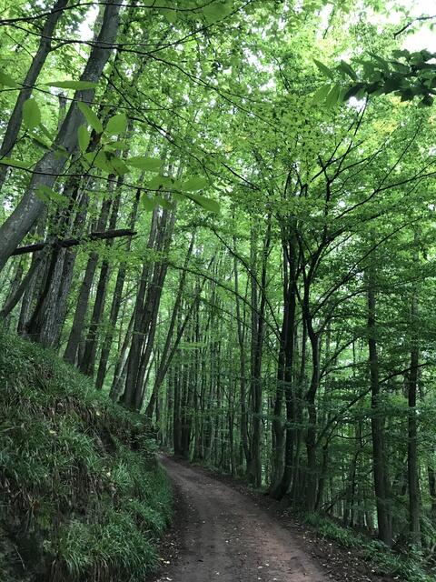 Der Waldweg steigt stetig an  | Foto: B. Bender