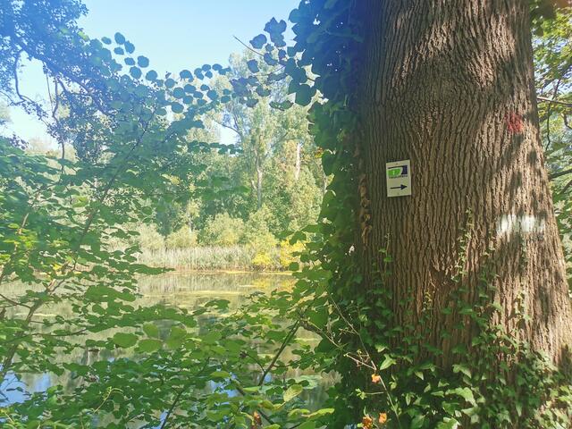 Auf dem Treidlerweg durch die Hördter Rheinauen | Foto: Heike Schwitalla