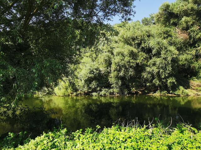 Auf dem Treidlerweg durch die Hördter Rheinauen | Foto: Heike Schwitalla