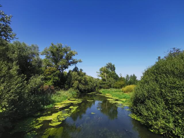 Auf dem Treidlerweg durch die Hördter Rheinauen | Foto: Heike Schwitalla
