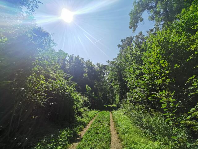 Auf dem Treidlerweg durch die Hördter Rheinauen | Foto: Heike Schwitalla