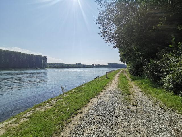 Auf dem Treidlerweg durch die Hördter Rheinauen | Foto: Heike Schwitalla