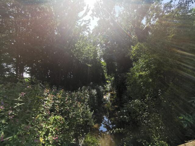 Auf dem Treidlerweg durch die Hördter Rheinauen | Foto: Heike Schwitalla