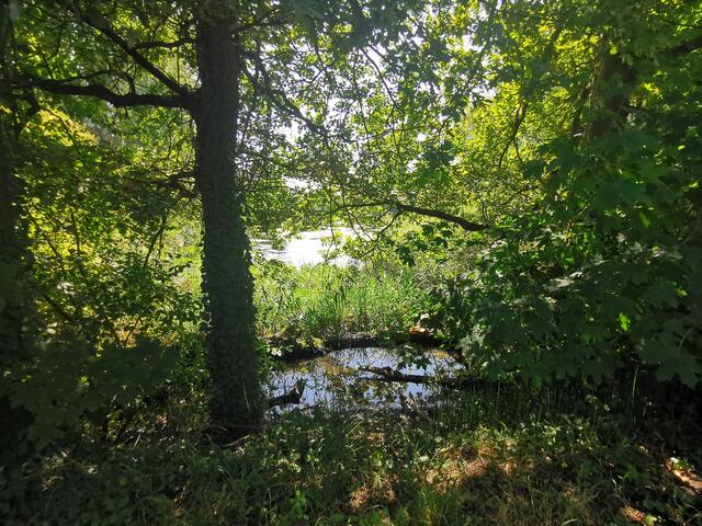Auf dem Treidlerweg durch die Hördter Rheinauen | Foto: Heike Schwitalla