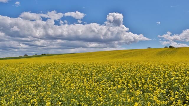 Die Südpfalz blüht, zwischen Steinfeld und Bad Bergzabern im Mai