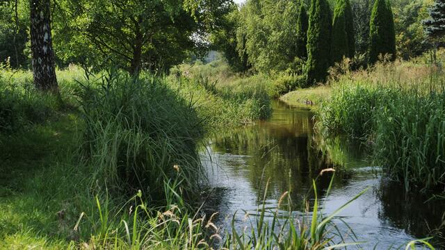 Entlang der Sauer bei Fischbach im Pfälzer Wald im Juli