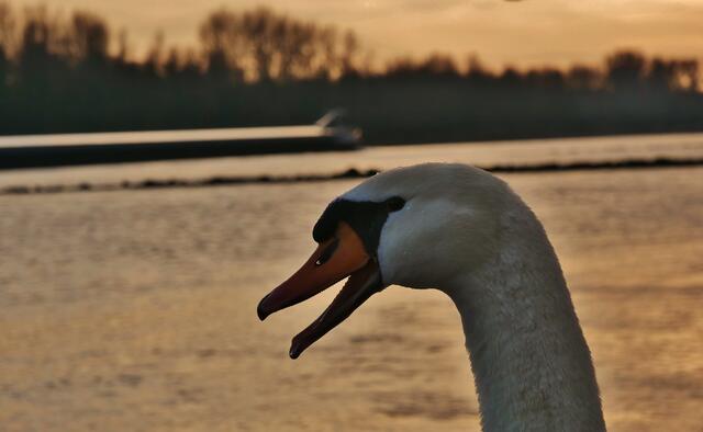 Der Rhein bei Neuburg mit Höckerschwan im Januar