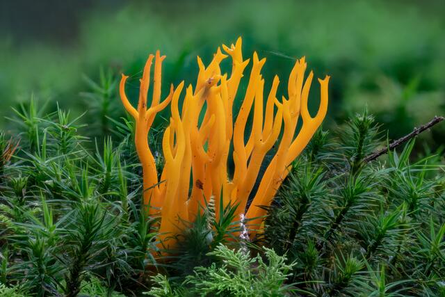 Klebriger Hörnling ( Calocera viscosa )