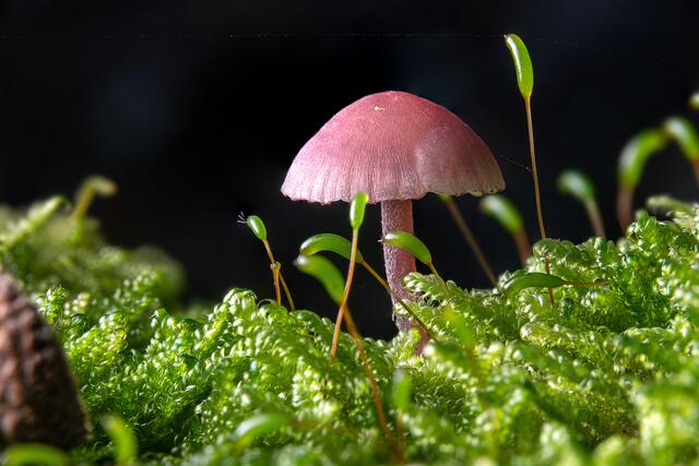 Violetter Lacktrichterling ( Laccaria amethystina )