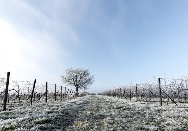 Weinberg bei Roschbach