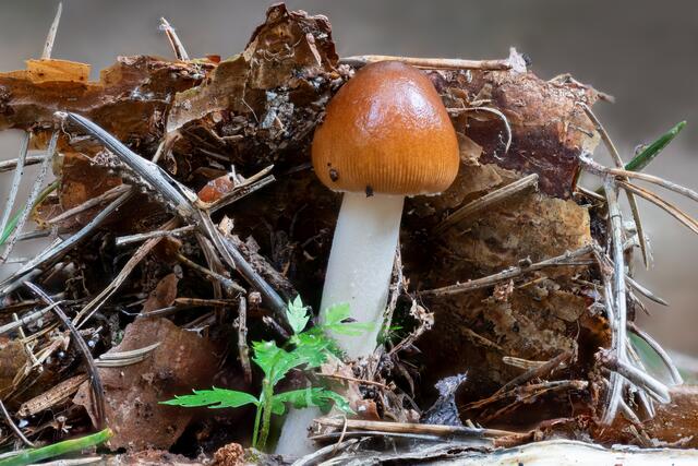 Rotbrauner Scheidenstreifling ( Amanita Fulva )