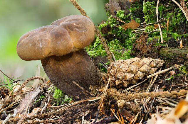 Mohrenkopf-Milchling ( Lactarius lignyotus )
steht unter Artenschutz