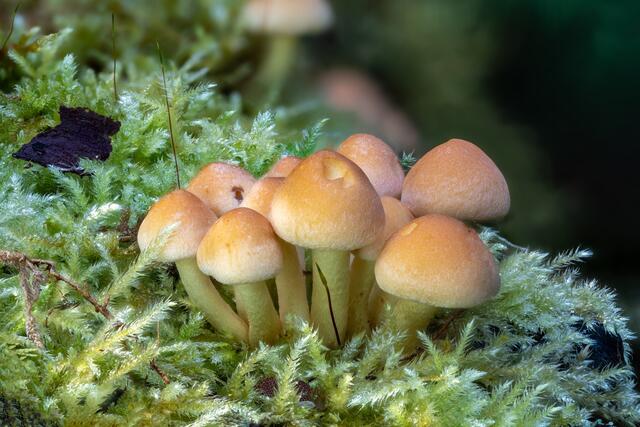 Grünblättriger Schwefelkopf ( Hypholoma fasciculare )