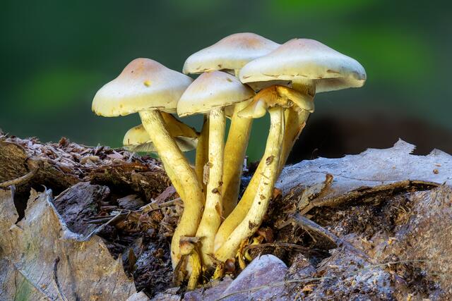 Grünblättriger Schwefelkopf ( Hypholoma fasciculare )