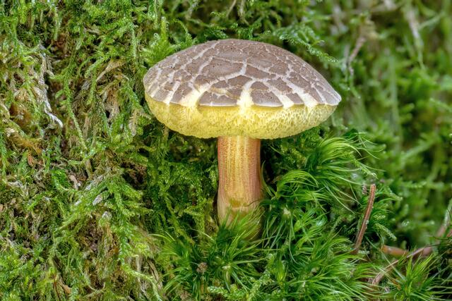 Gemeiner Rotfußröhrling (Xerocomellus chrysenteron)