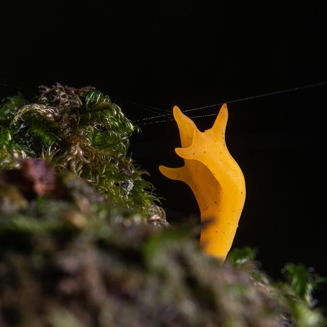 Klebriger Hörnling ( Calocera viscosa )