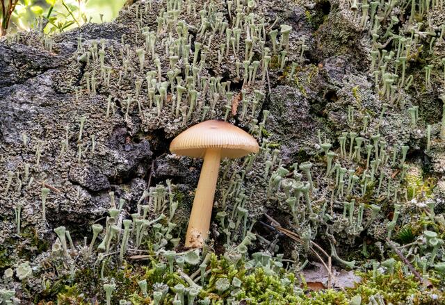 Kegeliger Helmling ( Mycena metata )
vor Trompetenflechten