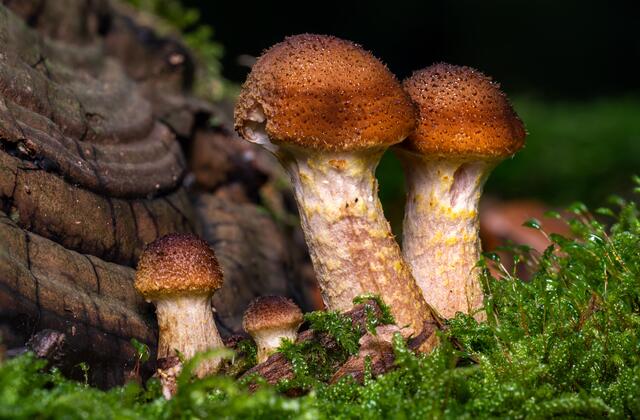 Hallimasch ( Armillaria ostoyae )