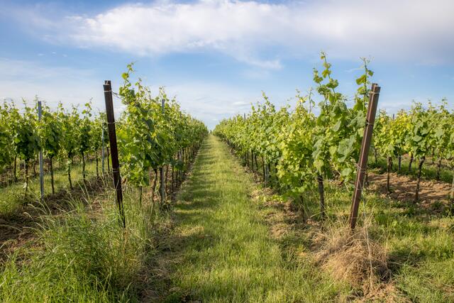 Weinberg bei Roschbach