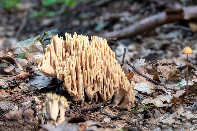 Dreifarbige Koralle ( Ramaria Formosa )