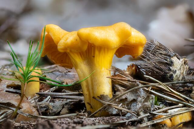 Echter Pfifferling ( Cantharellus cibarius )