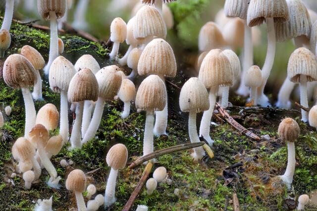 Voreilender Helmling  ( Mycena abramsii )