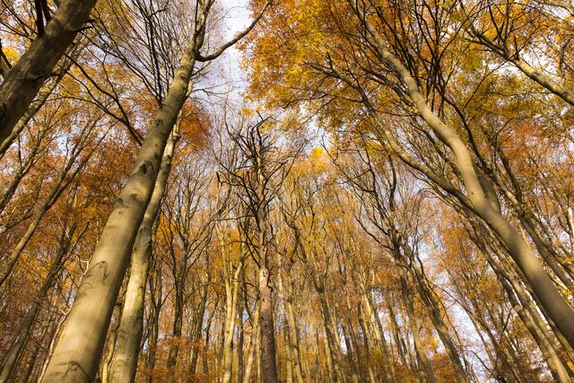Buchebwald 