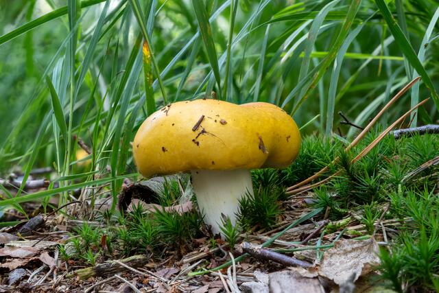 Gelber Graustieltäubling ( Russula claroflava )
