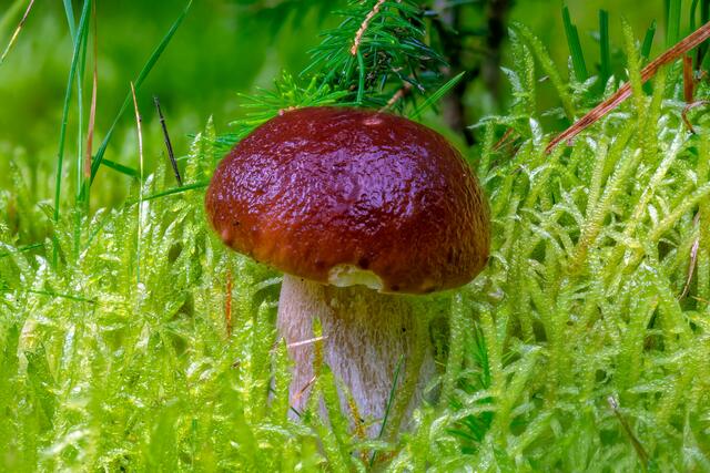 Steinpilz ( Boletus edulis )