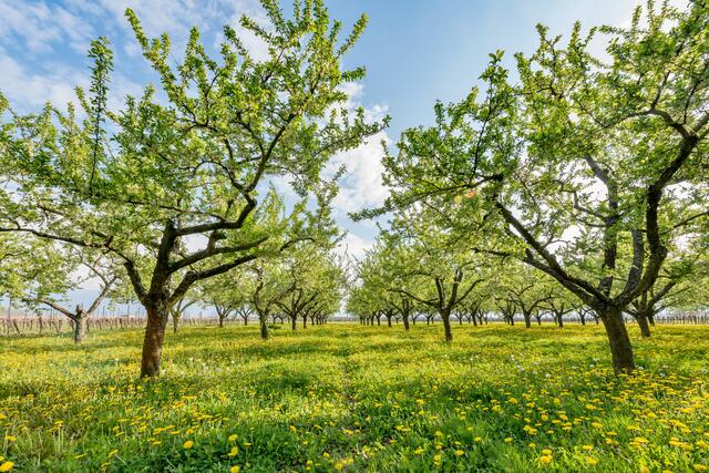 Mirabellenplantage bei Roschbach