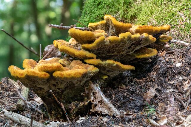 Fuchsroter Schillerporling ( Inocutis rheades )