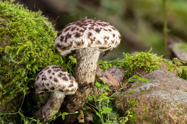 Strubbelkopfröhrling ( Strobilomyces strobilaceus )
im Englischen: Old man of the woods :-) 