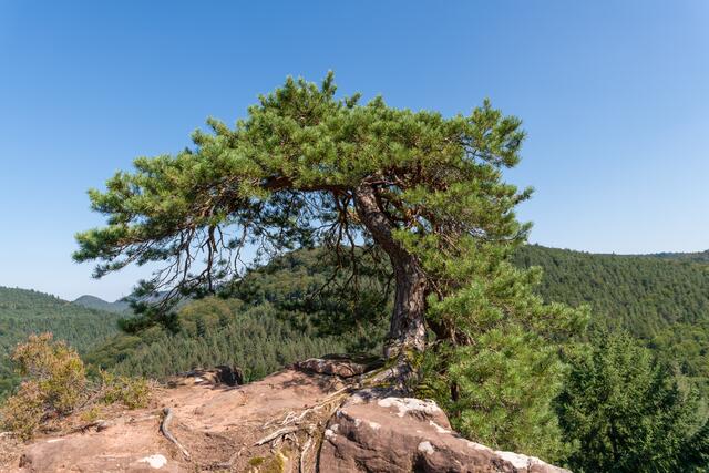 nähe Schönau
