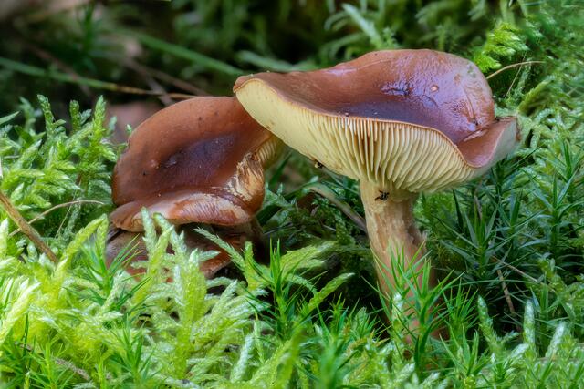 Brauner Milchling (Lactarius) 