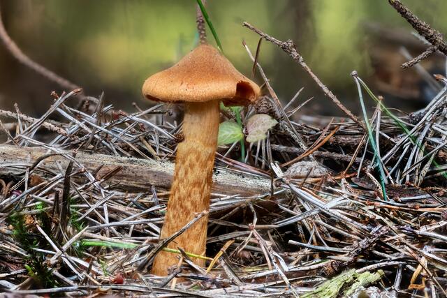 Spitzgebuckelter Raukopf ( Cortinarius rubellus )