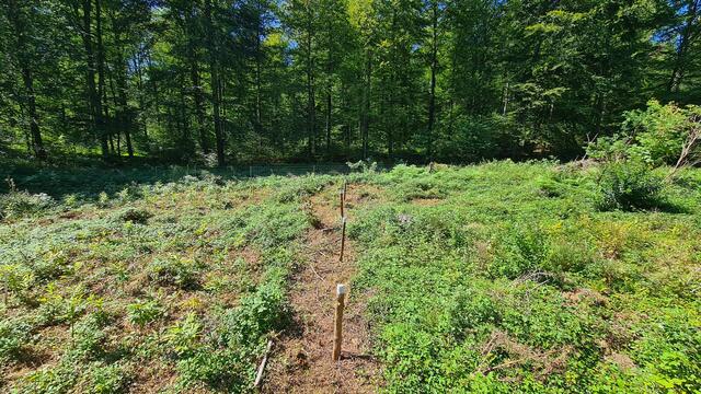 Links der Pflöcke der vom Forst "unterstützte" Teil der Fläche, rechts das sich selbst überlassene Teilstück | Foto: Ralf Vester
