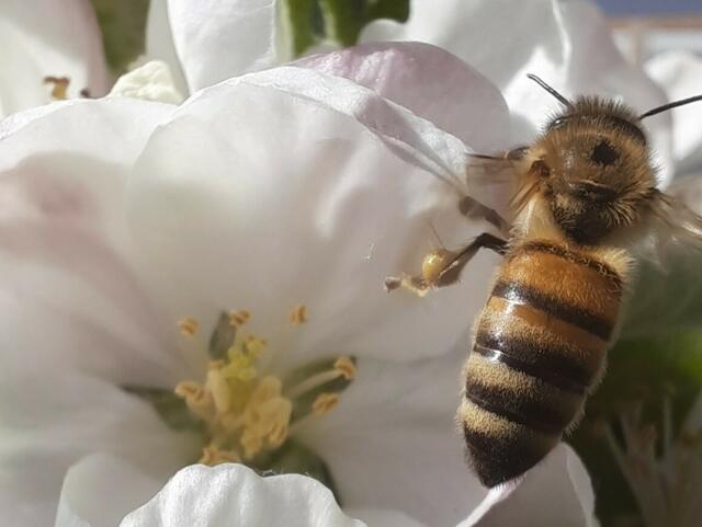 Brummen in der Apfelblüte / Meckenheim - April 2021