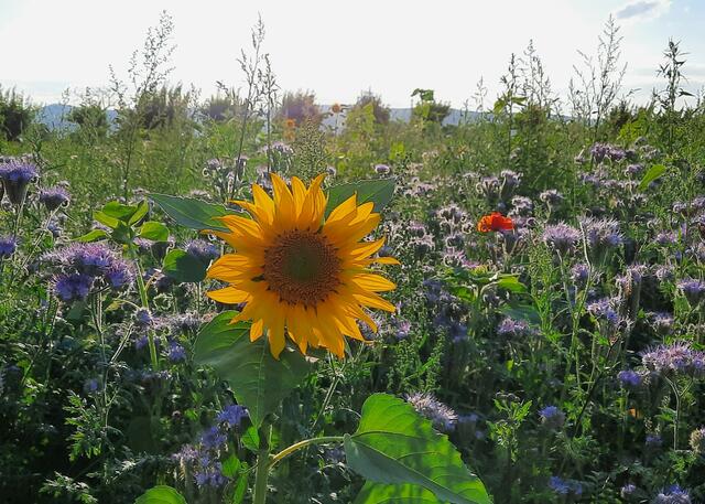 Blütenzauber im Feld / Meckenheim - Juli 2021