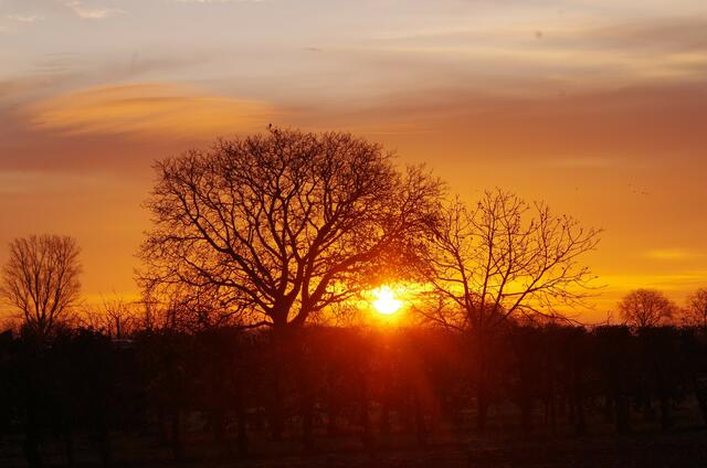 Sonnenaufgang im Feld / Meckenheim - November 2020